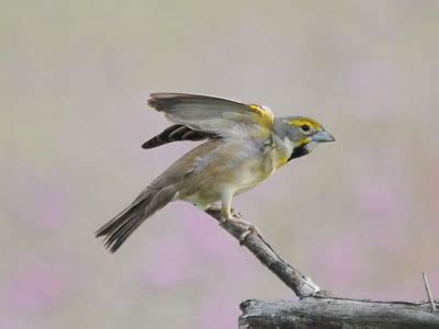 The Online Zoo - Dickcissel