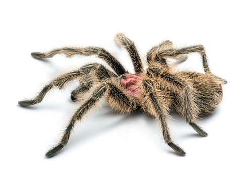 Rose Hair Tarantula For Sale - Pet City Houston