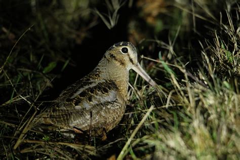 Maryland Biodiversity Project American Woodcock Scolopax Minor