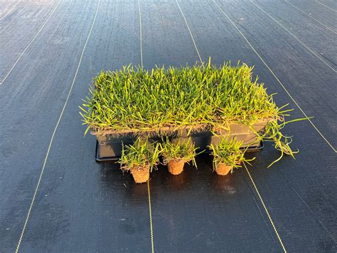 BUNDLE - Compadre Zoysia Plugs (38 cell trays), ProPlugger, Soil Moist – NC Grass Plugs