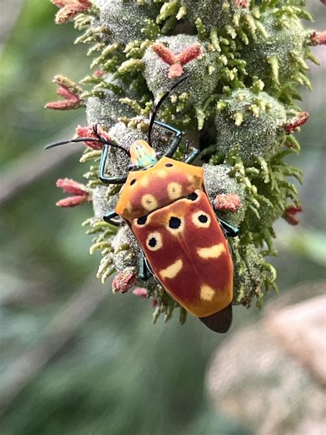 Ocellated Shield Bug In November By Nakatada Wachi Inaturalist