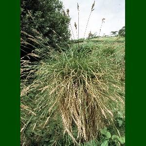 Carex Paniculata Greater Tussock Sedge Flora Of Northern Ireland