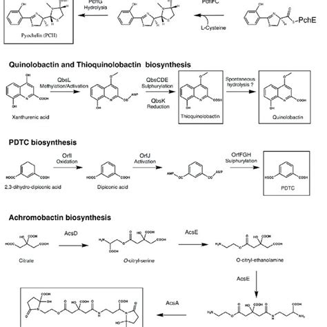 Pdf An Overview Of Siderophore Biosynthesis Among Fluorescent