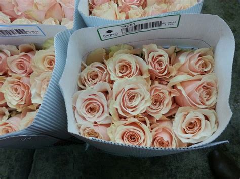 Peach Colored Roses Names - Your Color