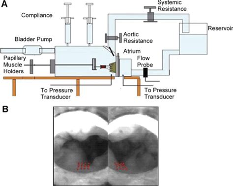 Saddle Shape Of The Mitral Annulus Reduces Systolic Strains On The P2