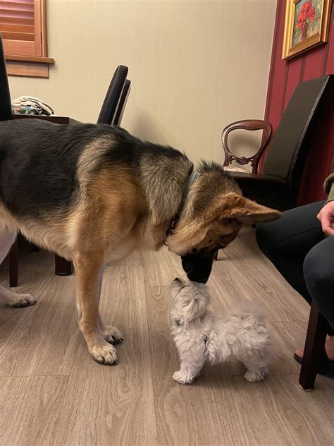 Might not be relatable but I just find this so sweet. 1yr German Sheperd and 10wk Maltese : r