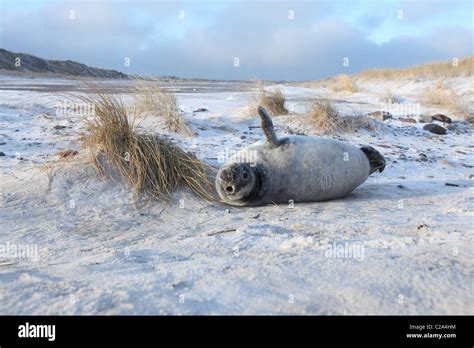 gray seal pup Stock Photo - Alamy