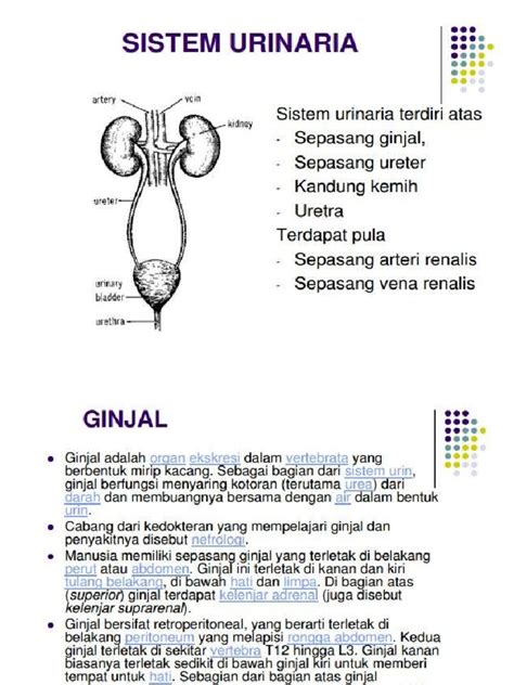 PDF 2 C Histologi Sistem Urinaria DOKUMEN TIPS