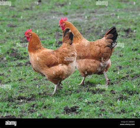 Free Range Chickens Hi Res Stock Photography And Images Alamy