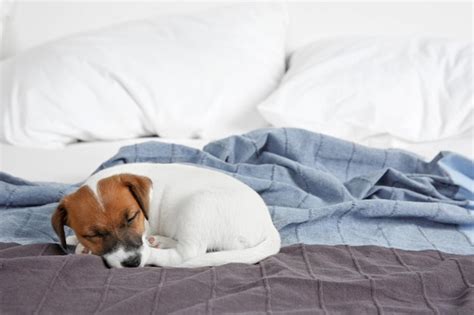 Premium Photo | Cute funny puppy sleeping on bed at home