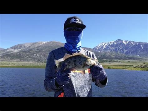 Fishing Crowley Lake 4 Perch Catch And Cook YouTube