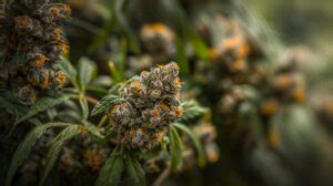 Apple Fritter Strain Information Effects