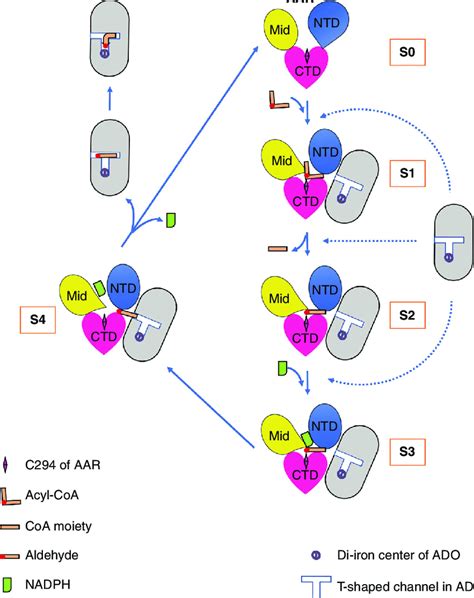 Cartoon Model Of The Proposed Catalytic Process Of Aar In The Two Step