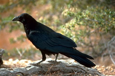 Common Raven - Corvus corax | Wildlife Journal Junior