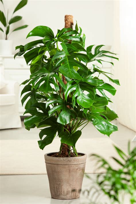 Plante Monstera Okgo Net