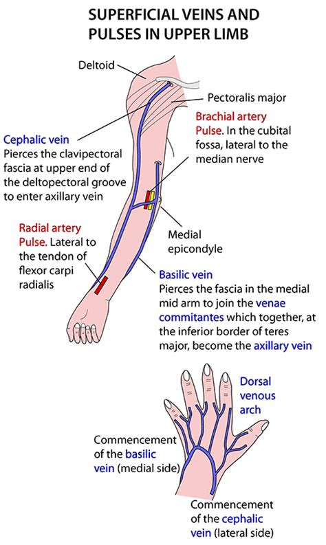 Instant Anatomy Upper Limb Vessels Veins Superficial