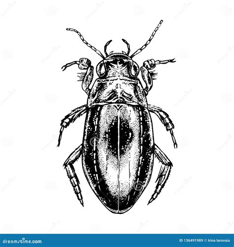 Hand Drawn Beetle Water Beetles Realistic Sketch Vector Illustration