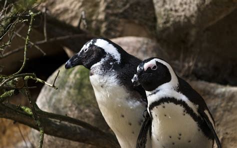 penguin couple portrait - Photo #273 - motosha | Free Stock Photos