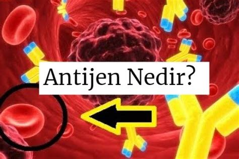 Klonal Seleksiyon Nedir HayataRehber