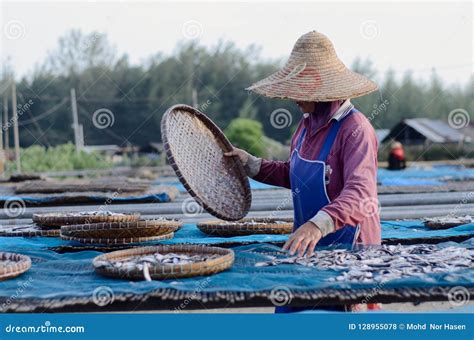 A Worker Was Busy Drying The Fish For The Process Of Drying The Fish