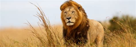 U.S. govt adds lions to Endangered Species list to cut down on trophy ...