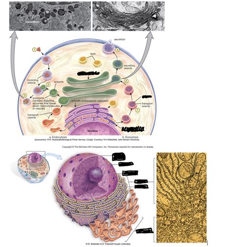 nucleus + endomembrane system diagram Diagram | Quizlet