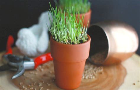 How To Grow Your Own Wheatgrass Make And Takes