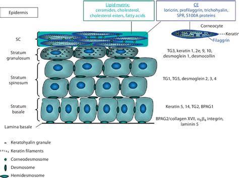 Figure 1 From Modifications Of The Innate Immune System In Atopic