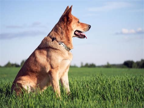 Common Behaviors of a Female Dog in Heat: Understanding the ...