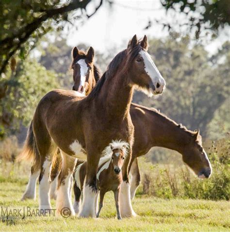 Big Clydesdales And Their Miniature Horse Friend Mark J Barrett