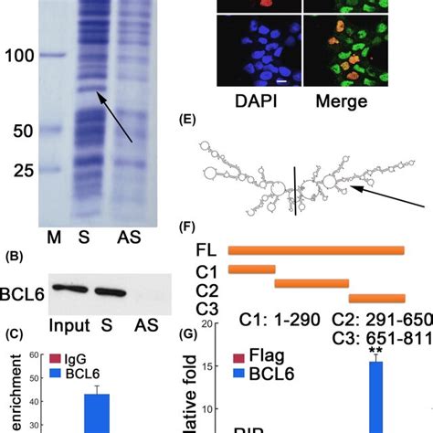 Identification Of BCL6 As LNBC3 Binding Protein A RNA Pulldown Assay