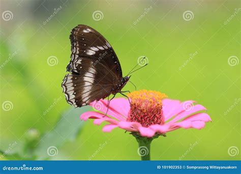 Male Great Eggfly Butterfly Hypolimnas Bolina Stock Image - Image of fragile, hypolimnas: 101902353