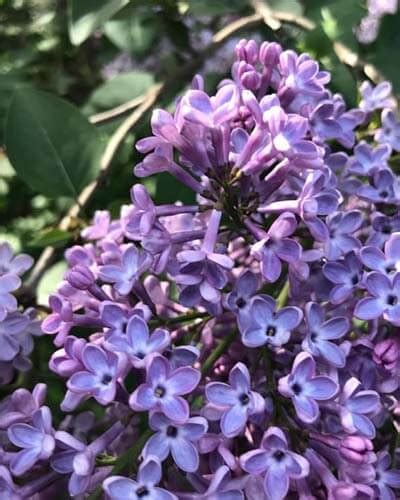 Dwarf Japanese Lilac Tree