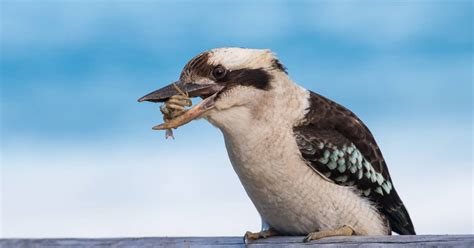 Fascinating Video Captures Laughing Kookaburra Warming Up its Vocal Pipes - SkyAboveUs News