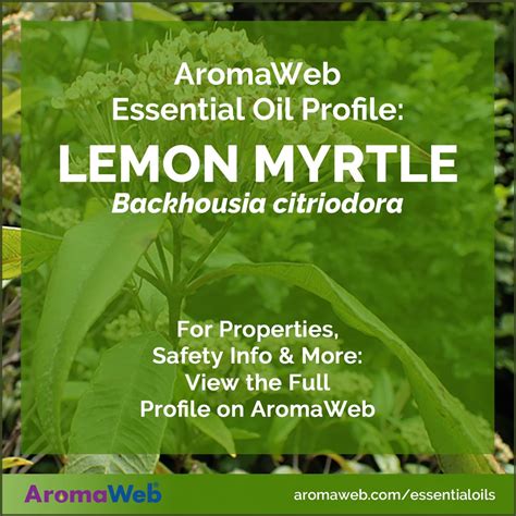 Lemon Myrtle Essential Oil Uses and Benefits | AromaWeb