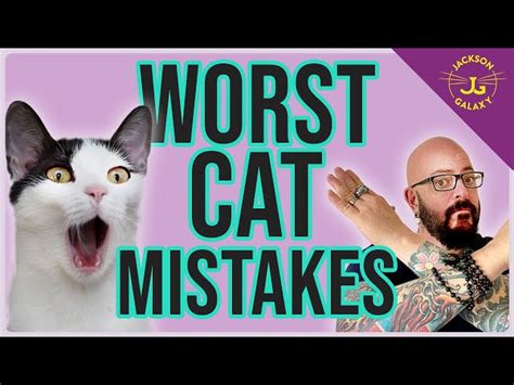 HOW TO UNDERSTAND YOUR CAT BETTER Funny Pets Videos