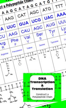 Dna To Proteins Transcription Translation Constructing Polypeptides