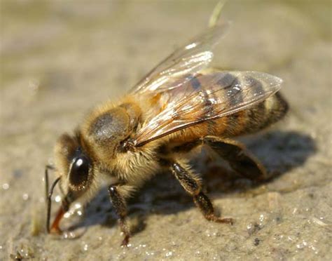 Western Honey Bee Apis Mellifera Insect