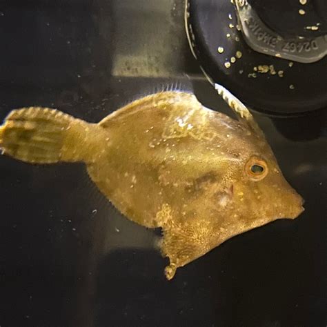 Richmond Aquarium Saltwater Fish