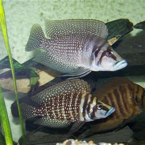 Are Calvus Cichlids Aggressive DIY Seattle