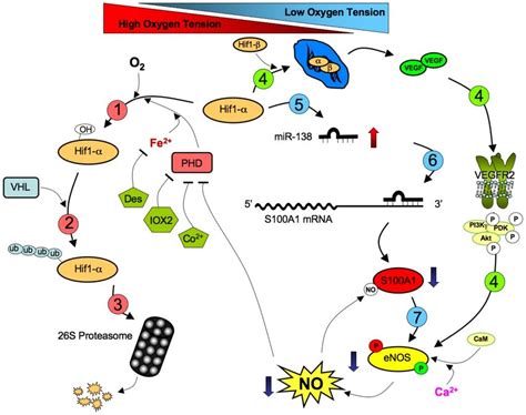 Proposed Scheme Of S100a1 Regulation By Mir 138 1 Under Normal Download Scientific Diagram