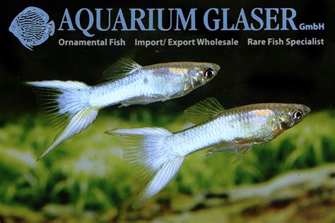 Guppy Japan Blue And Japan Red Aquarium Glaser Gmbh