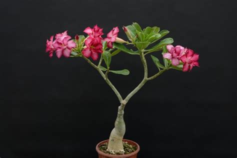 Махровые Адениумы | Raritet-plants