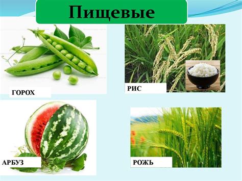 Значение растений в природе и жизни человека - online presentation