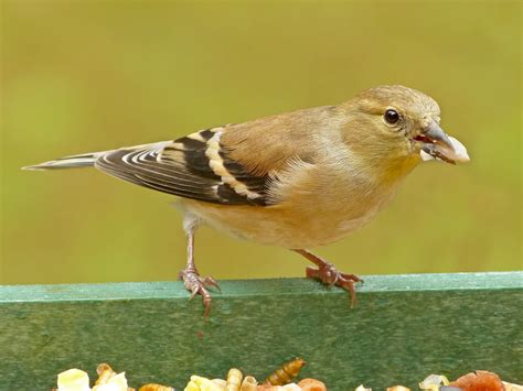 Female American Goldfinch - FeederWatch