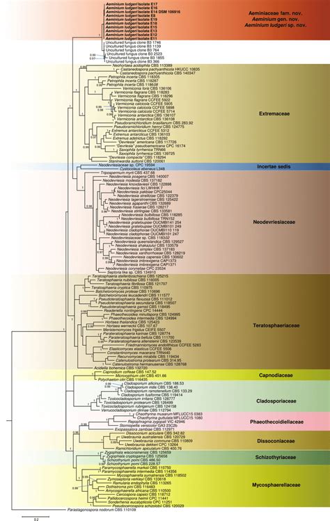 Bayesian Majority Rule Consensus Tree Based On An Lsu Rpb Its