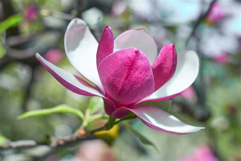 Magnolia Coltivazione Fioritura E Cura Delle Diverse Specie