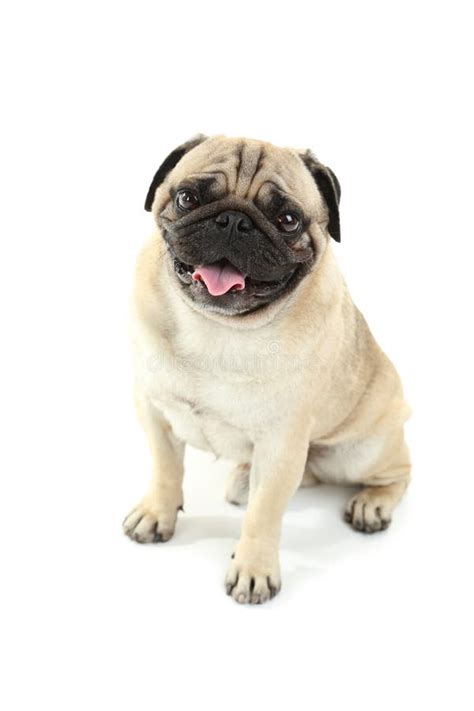 Funny pug dog stock photo. Image of puppy, attentive - 60023780