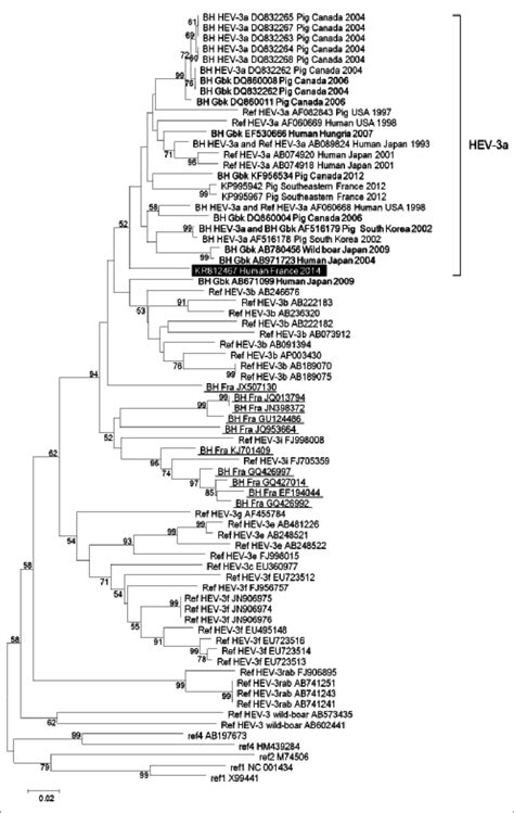 Phylogenetic Tree Based On 344 Nucleotide Long Partial Sequences