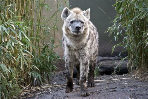 The hyena is standing stock photo. Image of whiskers - 157561336